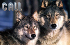 WOLVES - 